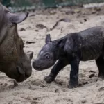 Bayi Badak Sumatra Lahir di Taman Nasional Way Kamba Bayi badak lahir di Suaka Rhino Sumatera (photo: x.com/@KementerianLHK)