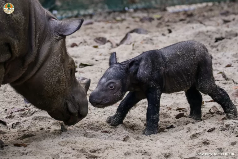 Bayi badak lahir di Suaka Rhino Sumatera (photo: x.com/@KementerianLHK)