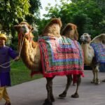 Solo Safari Merayakan Hari Unta Sedunia dengan Parade Spektakuler Parade Unta